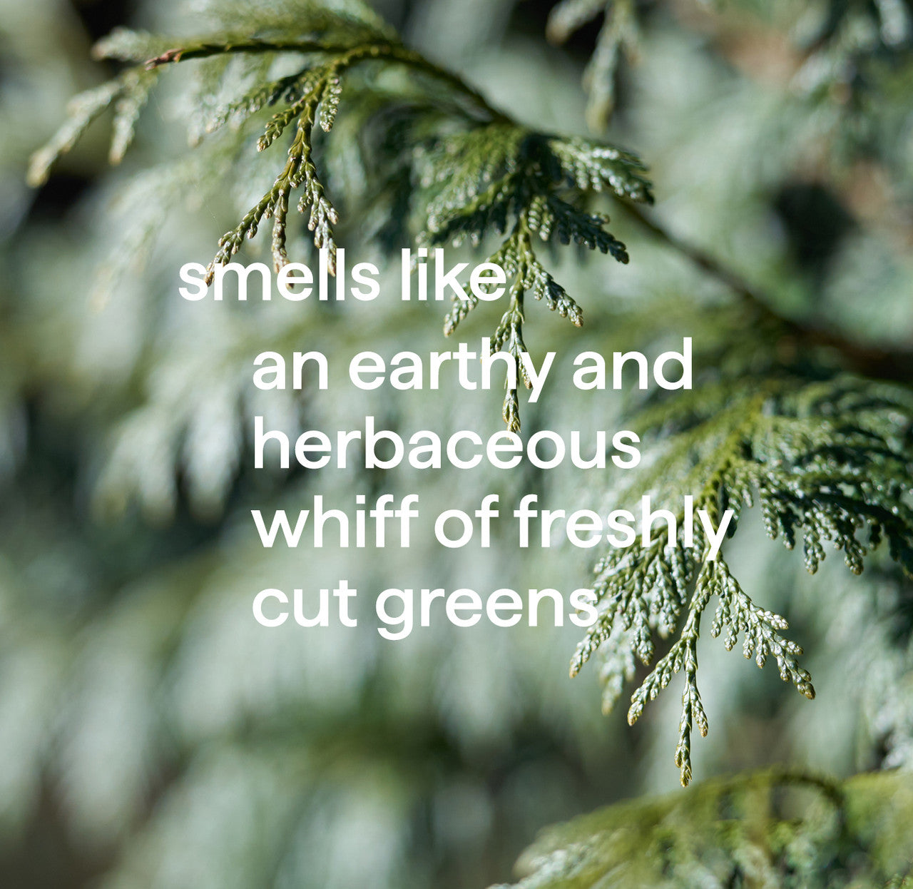 Body_Juniper_Sage_Fragrance__05233__70387.1726062638.1280.1280_9669fb91-0820-4d47-9019-c2cac09f6fa8.jpg