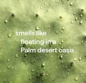 laundry detergent – coconut + cactus water. 53.5 fl oz