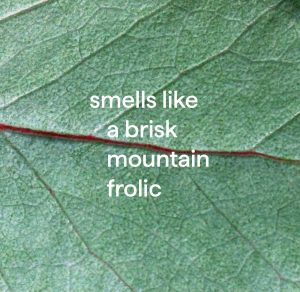 daily shower spray refill – eucalyptus mint. 68 fl oz