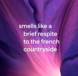 gel hand wash – french lavender. 12 fl oz