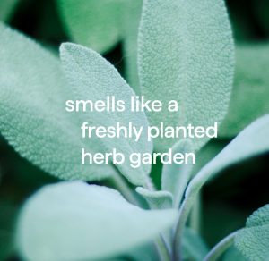 squirt + mop hard floor cleaner – spearmint sage. 25 fl oz